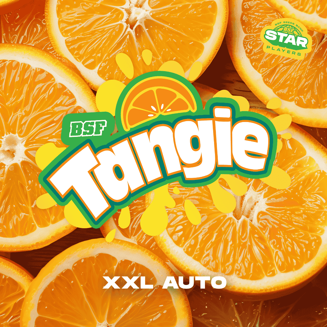 tangie x4